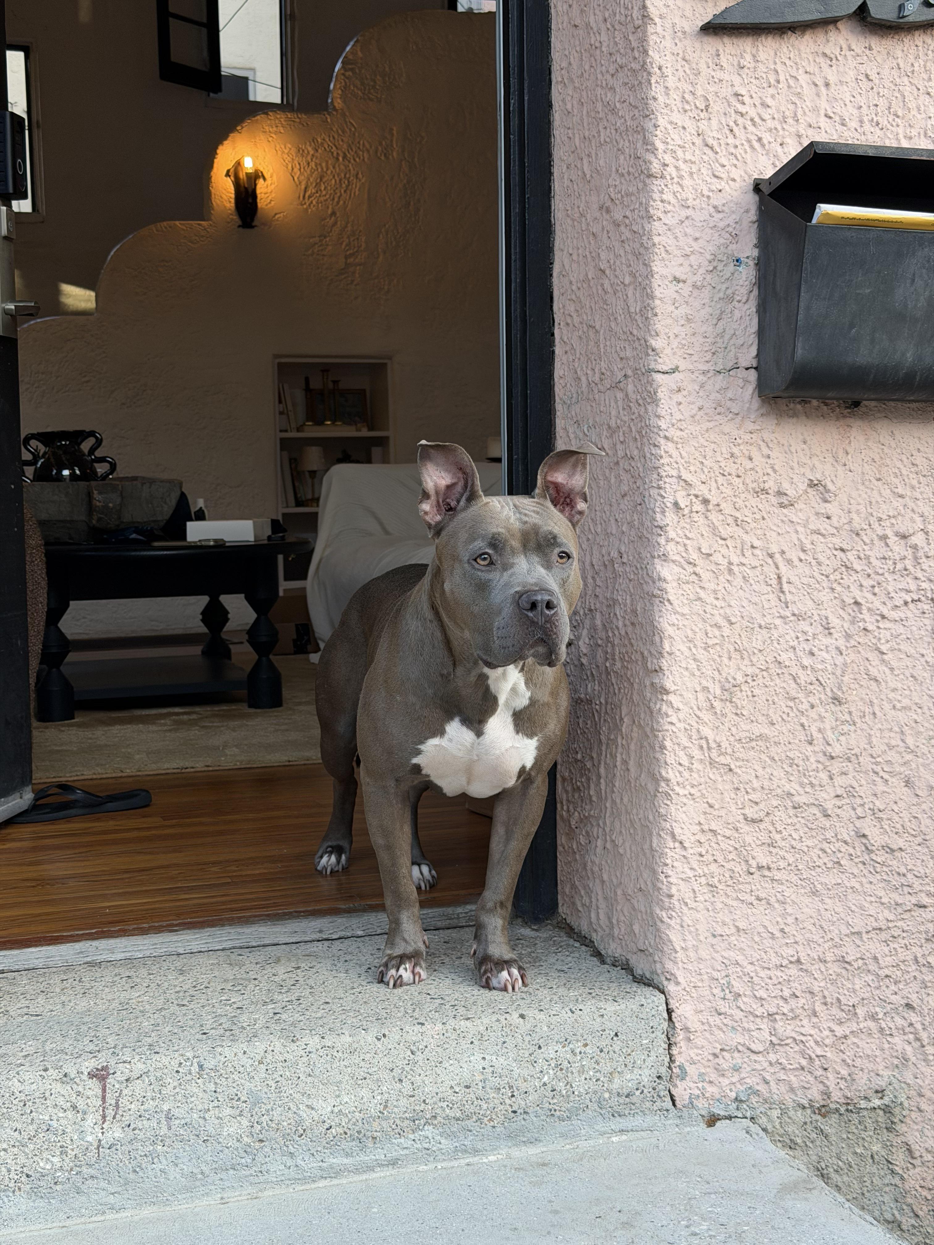 Enlarge Myla, a Adoptable Pit Bull Terrier in West Hollywood, CA image 2/3