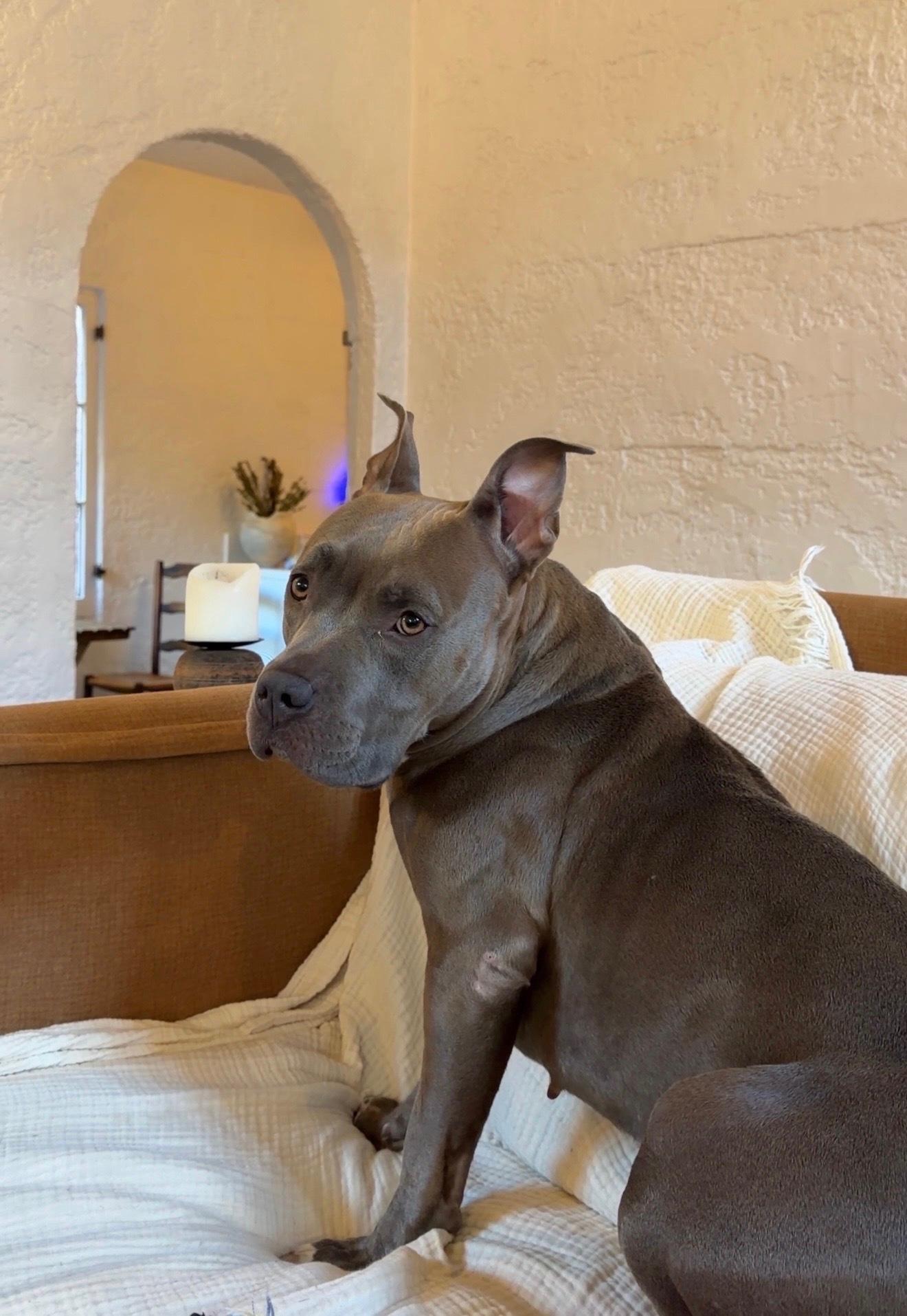 Enlarge Myla, a Adoptable Pit Bull Terrier in West Hollywood, CA image 1/3