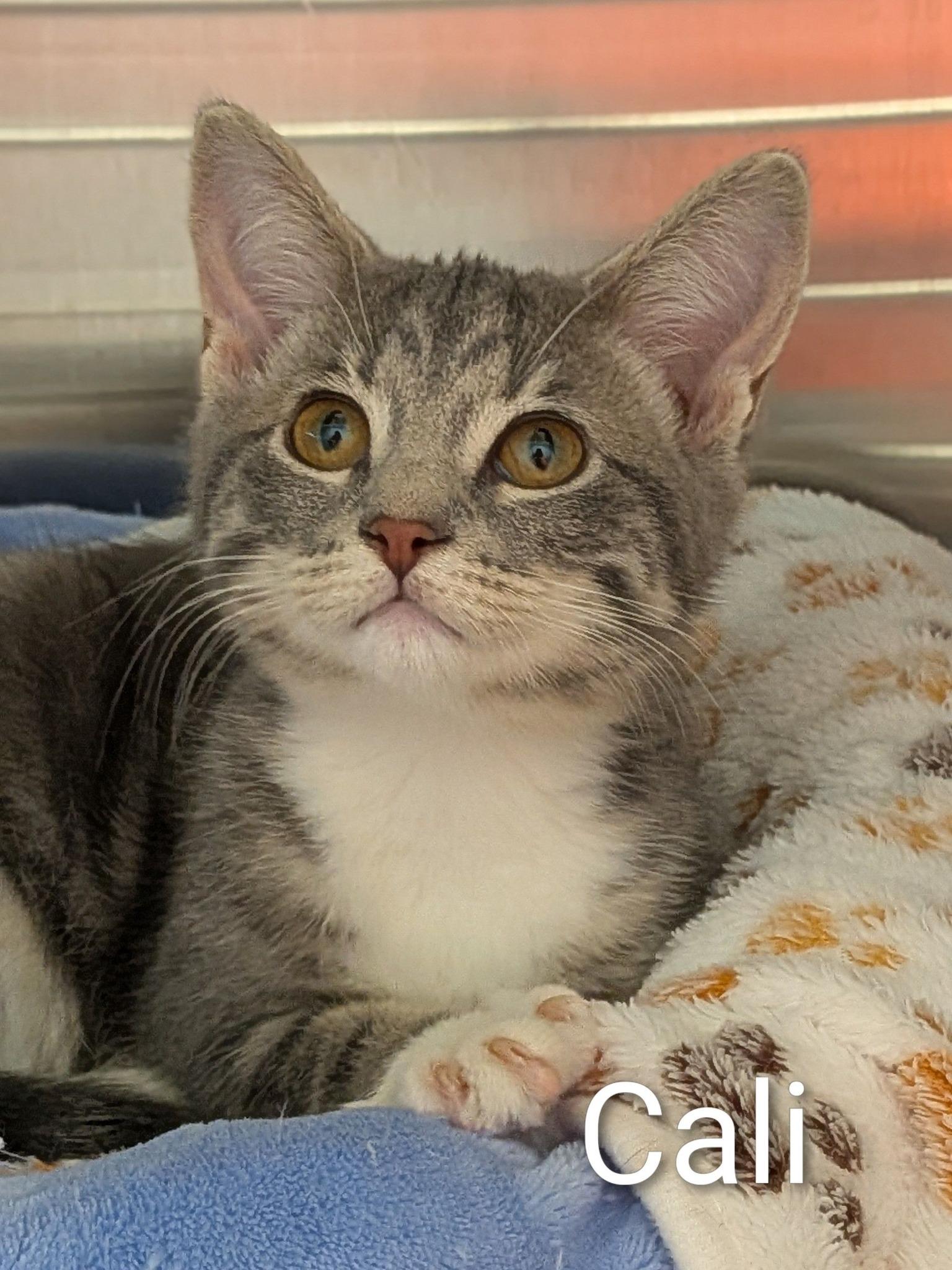 Cali