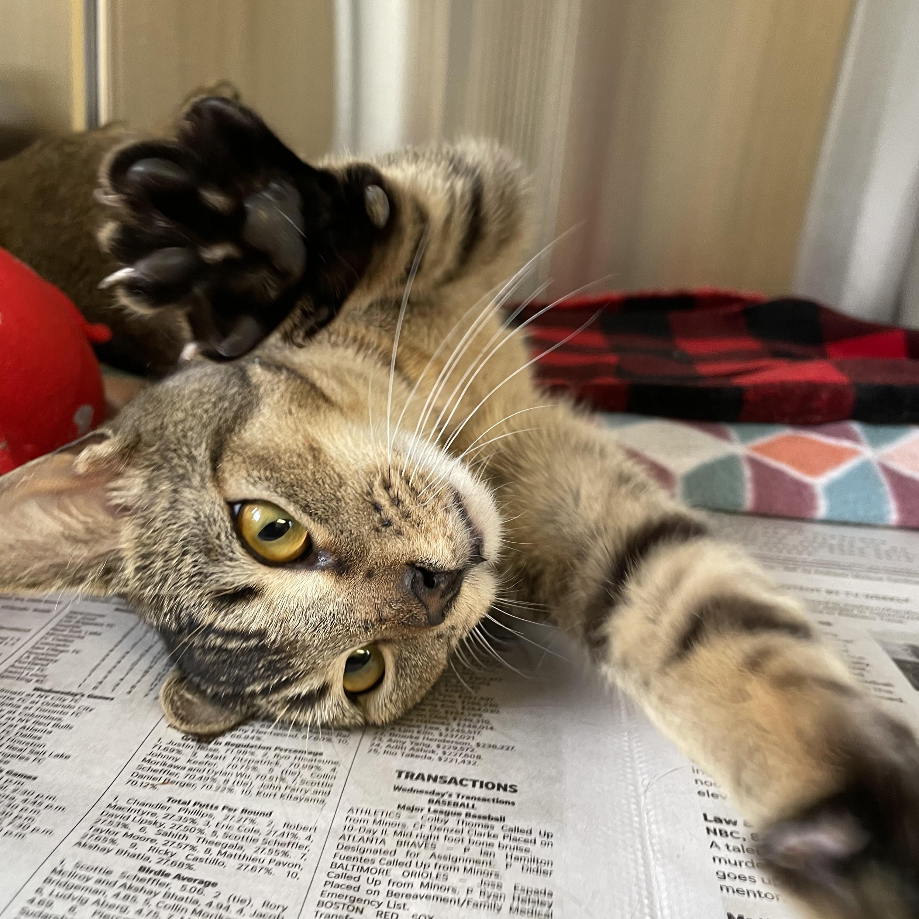 Dawson, a Adoptable mixed breed in North Kingstown, RI image 4/4