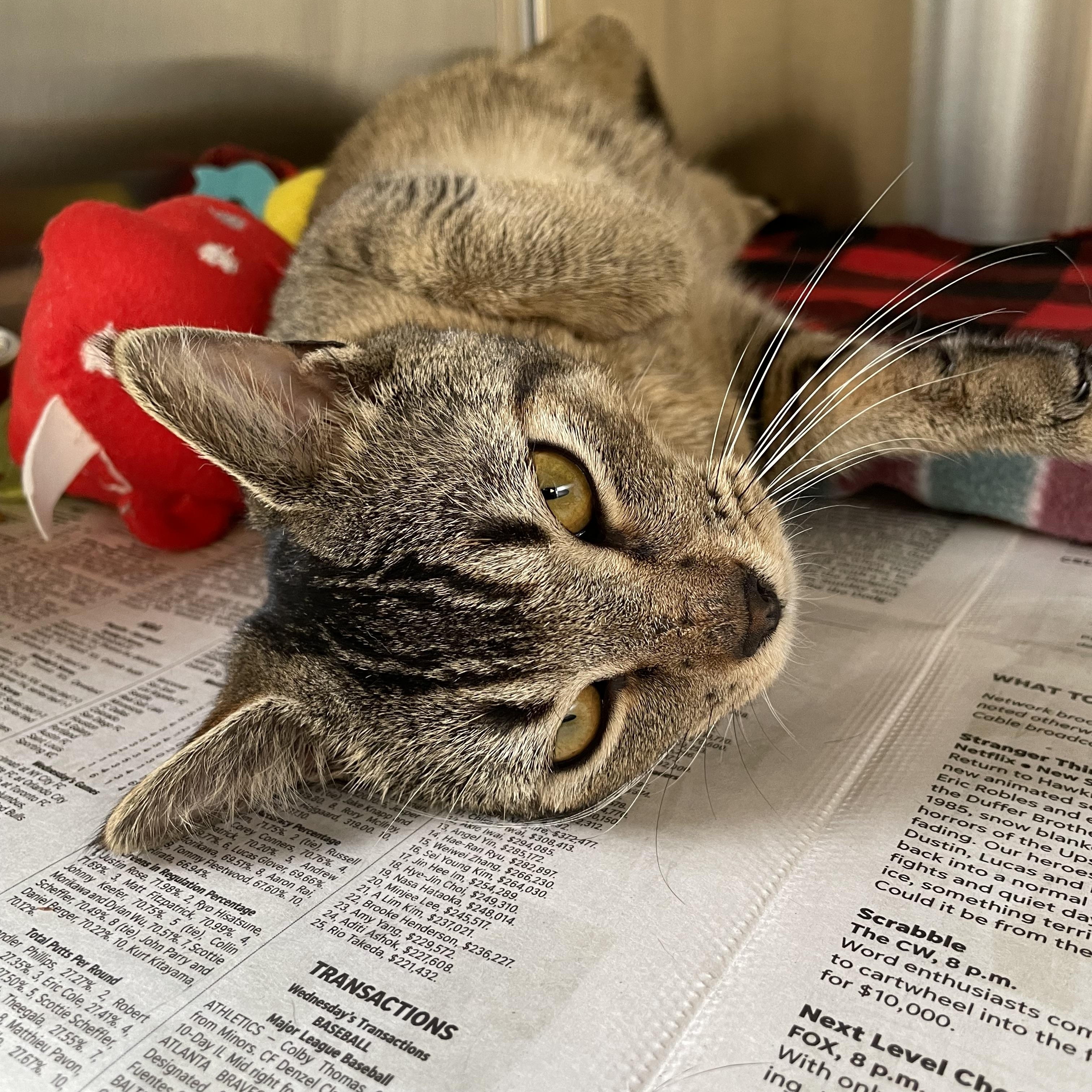 Dawson, a Adoptable mixed breed in North Kingstown, RI image 3/4