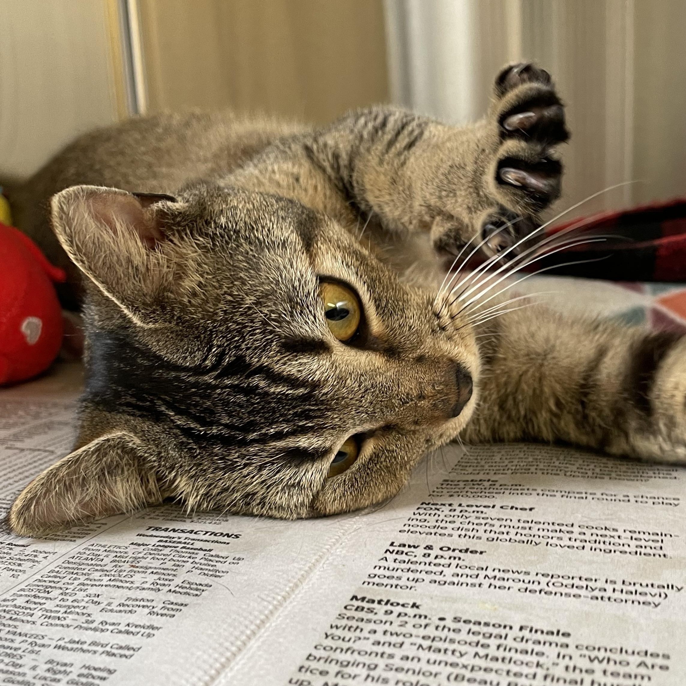 Dawson, a Adoptable mixed breed in North Kingstown, RI image 2/4