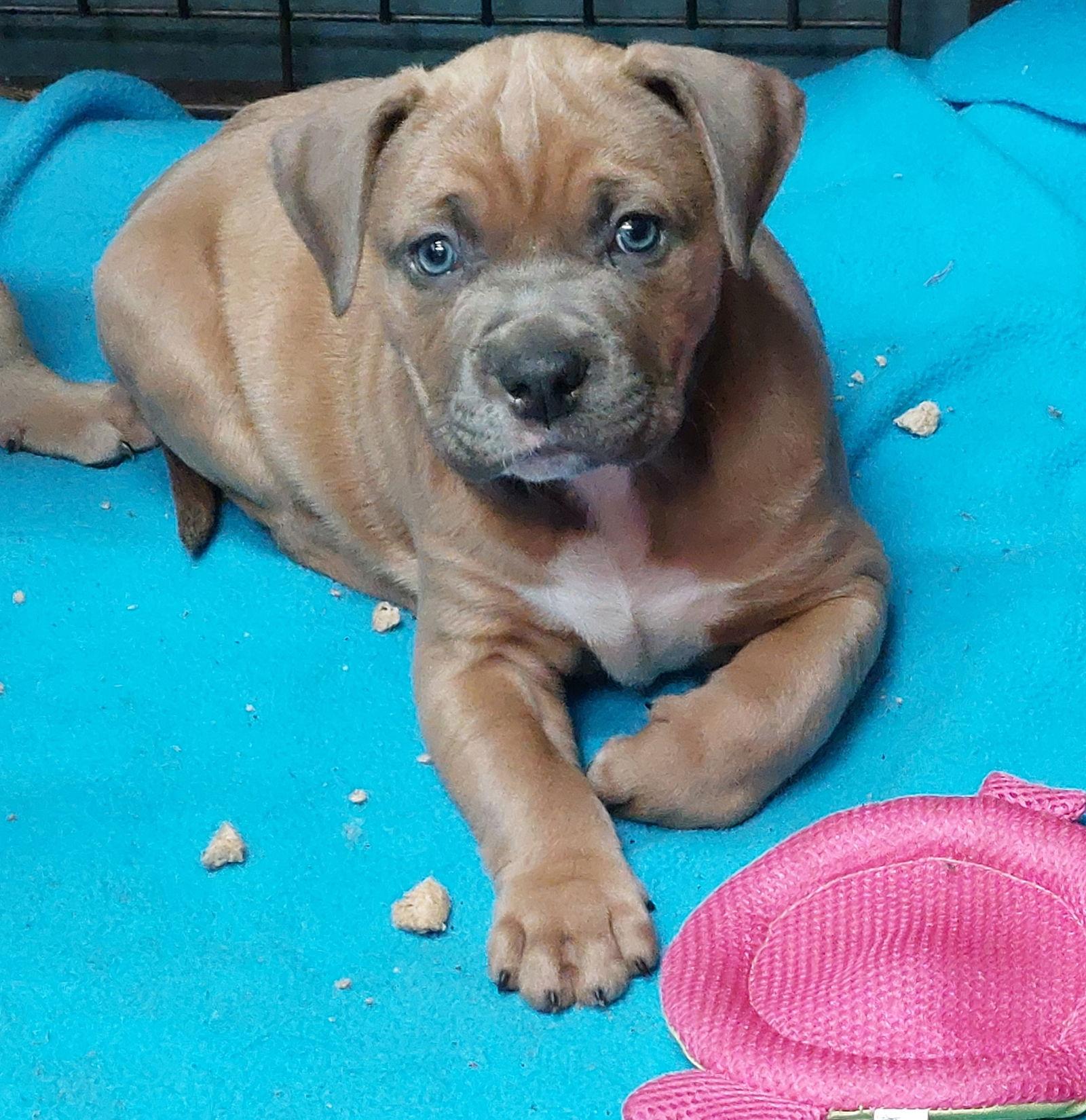 Enlarge Elton, a Adoptable Boerboel in Sanford, FL image 1/1