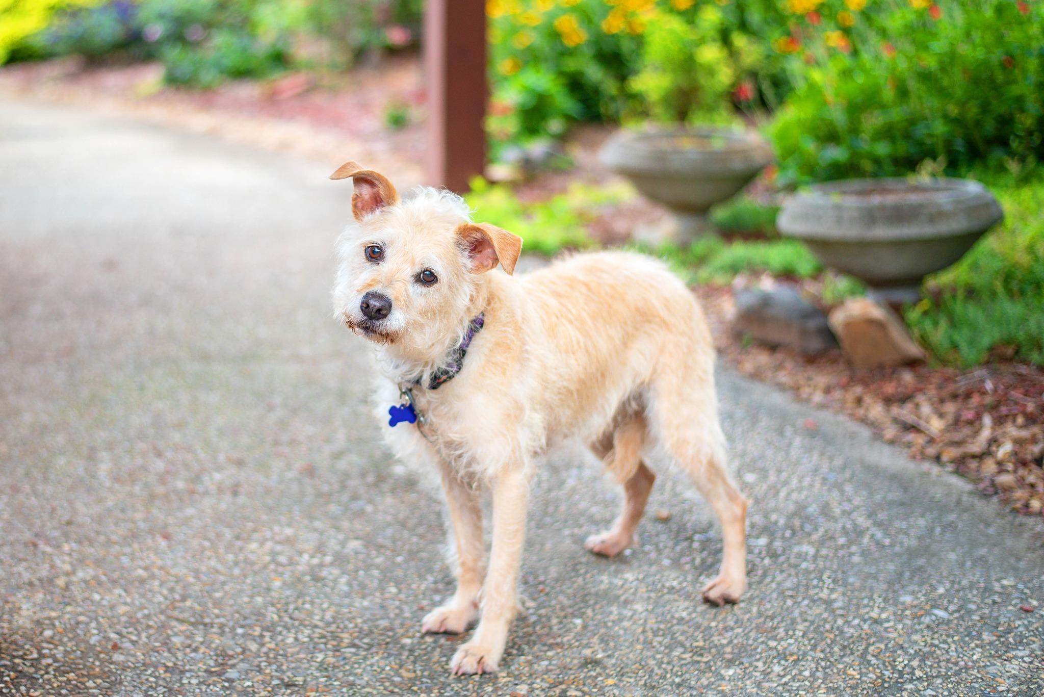 Enlarge Sandy, a ADOPTABLE mixed breed in Baton Rouge, LA image 2/3