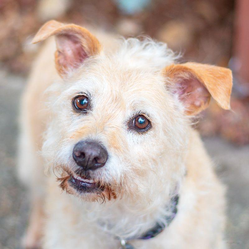 Enlarge Sandy, a ADOPTABLE mixed breed in Baton Rouge, LA image 1/3