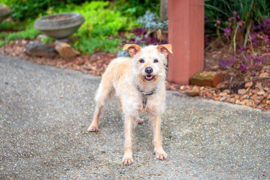 Enlarge Sandy, a ADOPTABLE mixed breed in Baton Rouge, LA image 3/3