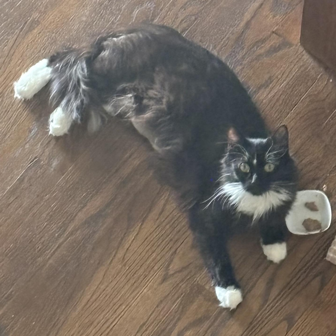 Enlarge Melinda Schaffer, a ADOPTABLE Domestic Medium Hair in Denver, CO image 5/5