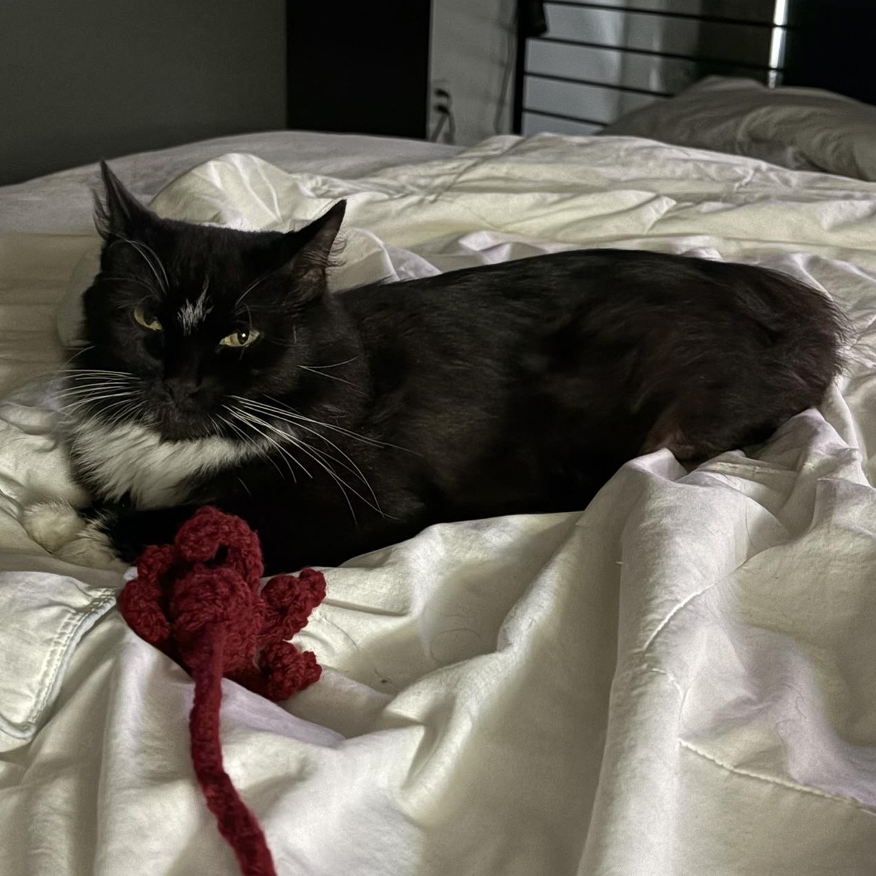 Enlarge Melinda Schaffer, a ADOPTABLE Domestic Medium Hair in Denver, CO image 3/5