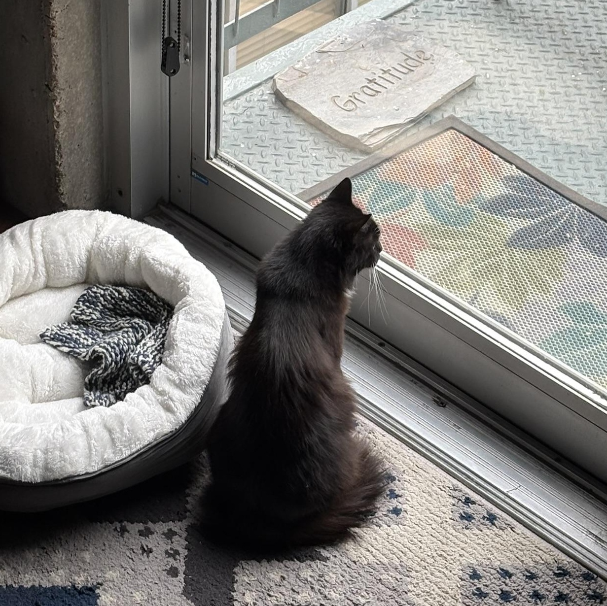 Enlarge Melinda Schaffer, a ADOPTABLE Domestic Medium Hair in Denver, CO image 4/5