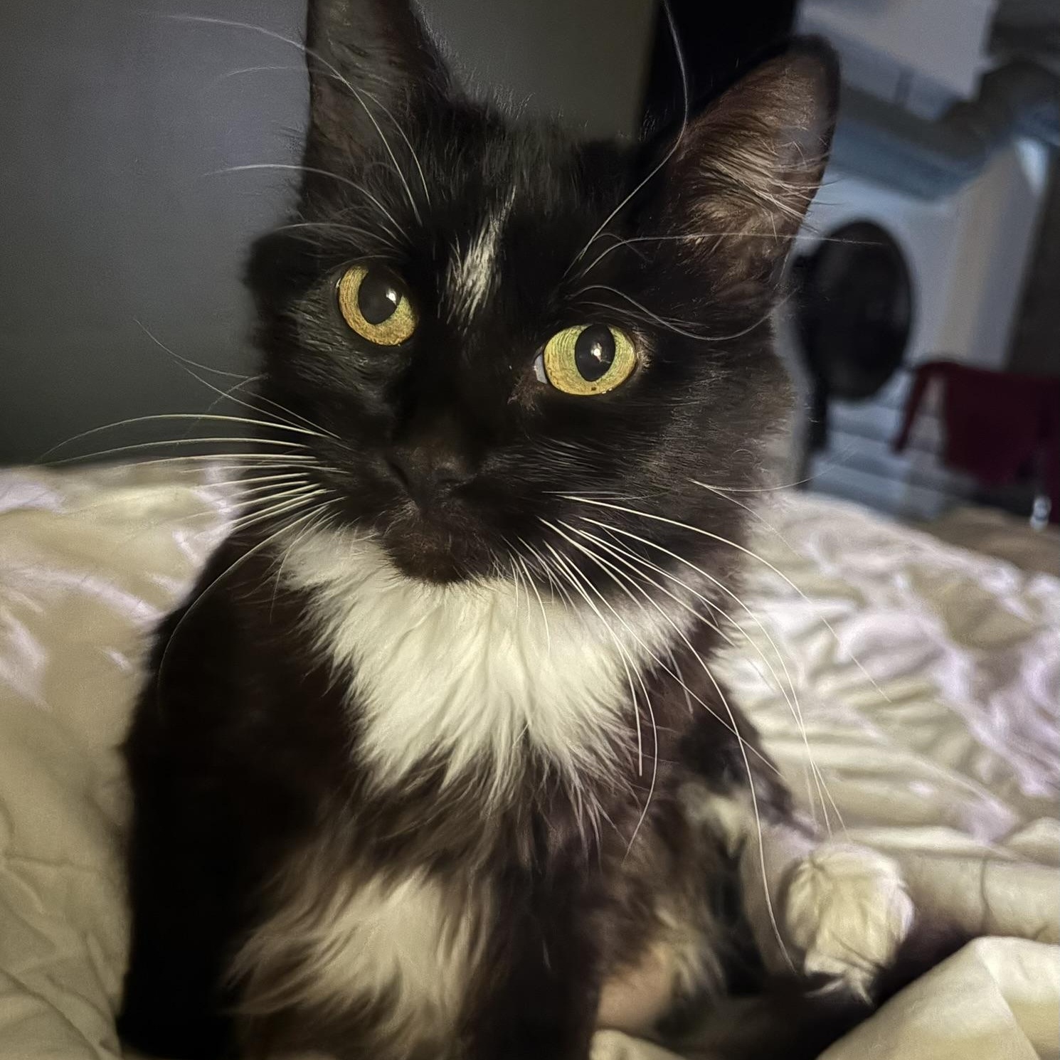 Enlarge Melinda Schaffer, a ADOPTABLE Domestic Medium Hair in Denver, CO image 1/5