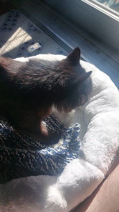 Enlarge Melinda Schaffer, a ADOPTABLE Domestic Medium Hair in Denver, CO video 2/5