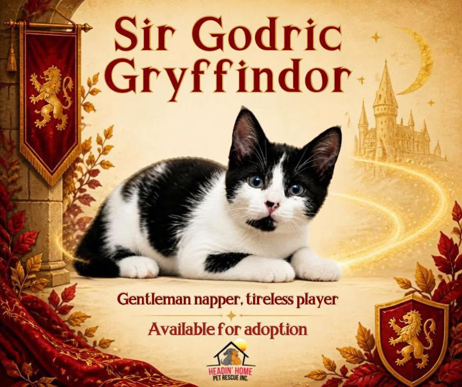 Enlarge Godric Gryffindor, a Adoptable Domestic Short Hair in Holland, MI image 1/3