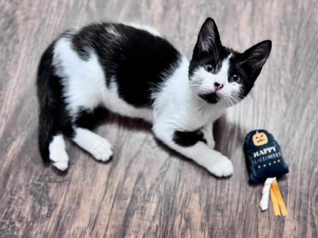 Enlarge Godric Gryffindor, a Adoptable Domestic Short Hair in Holland, MI image 2/3