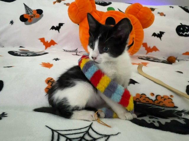 Enlarge Godric Gryffindor, a Adoptable Domestic Short Hair in Holland, MI image 3/3