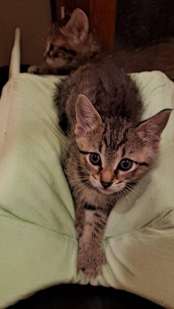 Robin, Adoptable, Kitten Male Domestic Short Hair.
