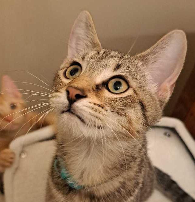 Enlarge Robin, a Adoptable Domestic Short Hair in O'Fallon, MO image 2/2