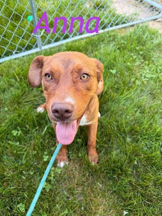 Enlarge Anna, a Adoptable mixed breed in Hillsboro, OH image 1/1