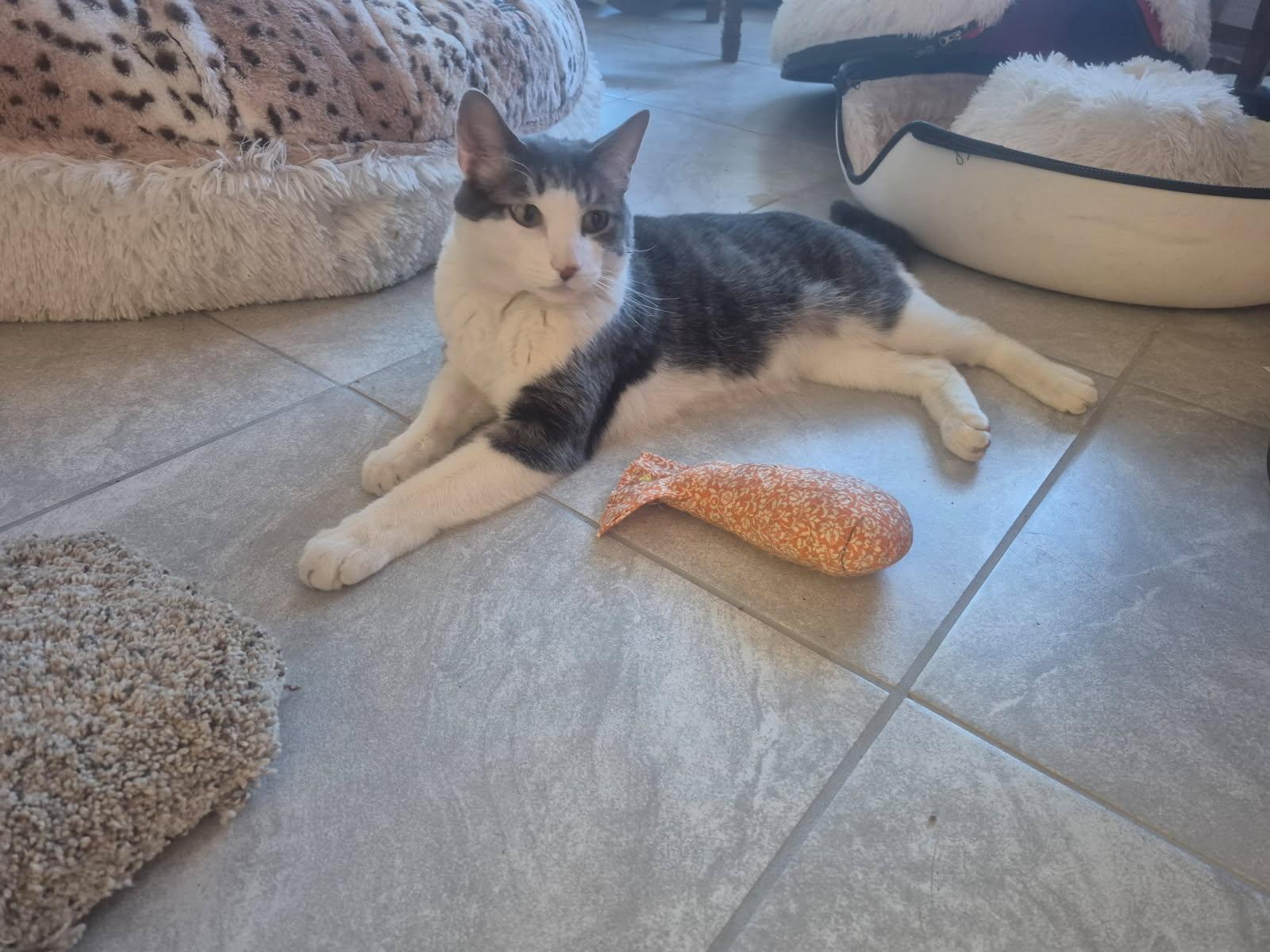 Kylo, a Adoptable mixed breed in Albuquerque, NM image 5/5