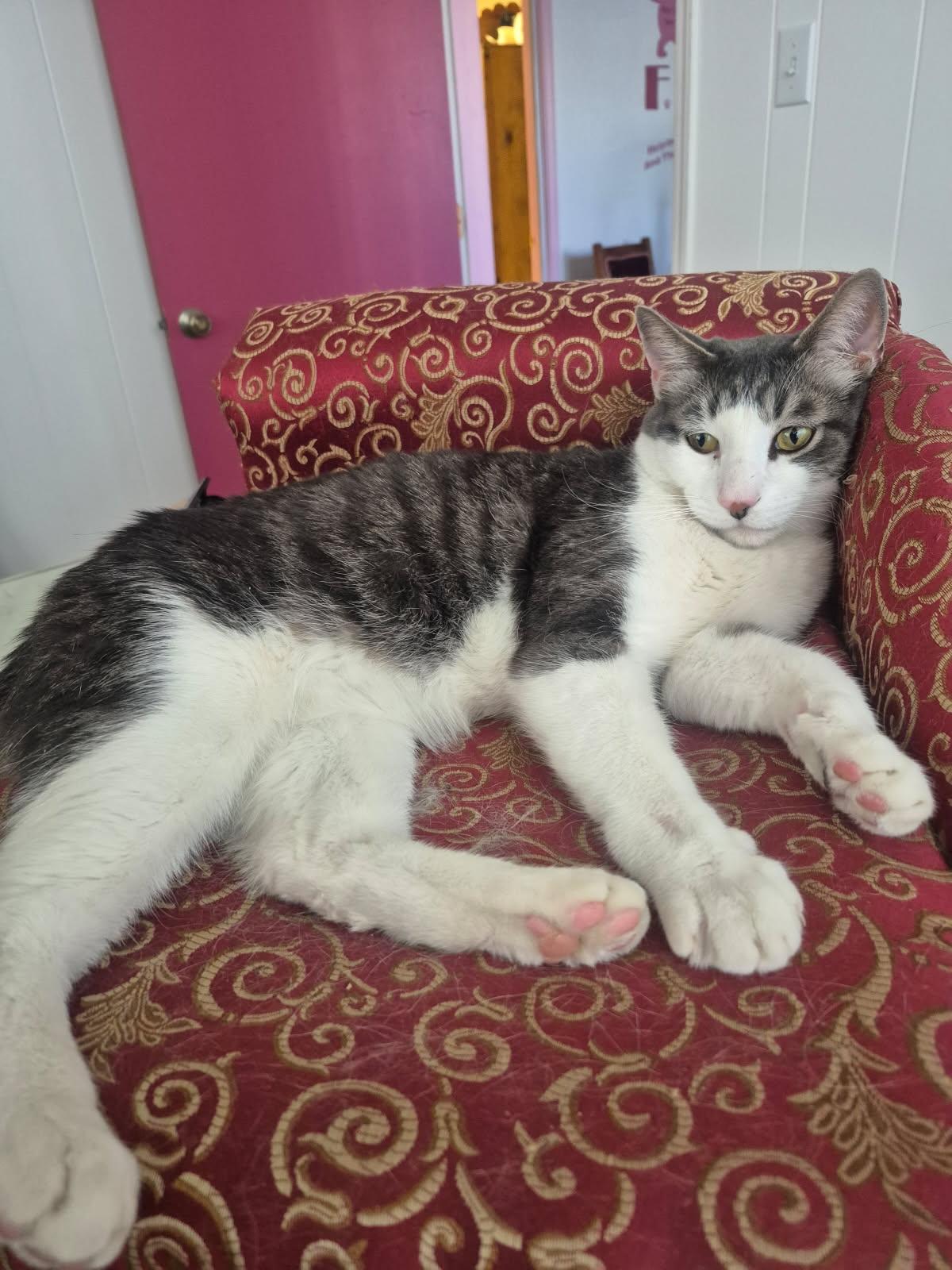 Kylo, a Adoptable mixed breed in Albuquerque, NM image 1/5