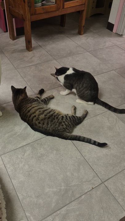 Enlarge Kylo, a Adoptable mixed breed in Albuquerque, NM video 2/5