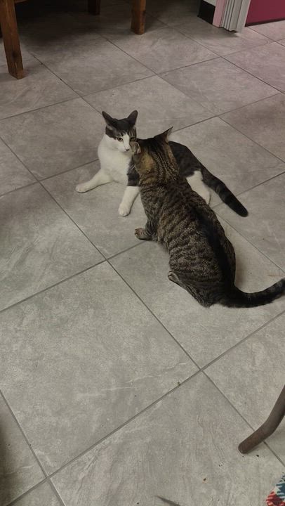 Enlarge Kylo, a Adoptable mixed breed in Albuquerque, NM video 3/5