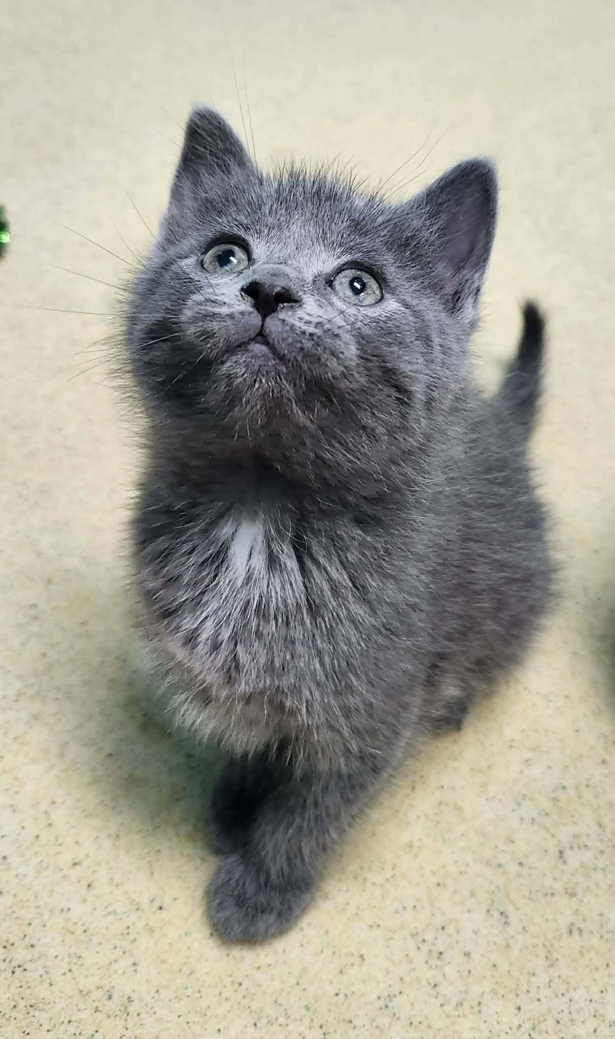 Silly, ADOPTABLE, Kitten Female Domestic Short Hair.