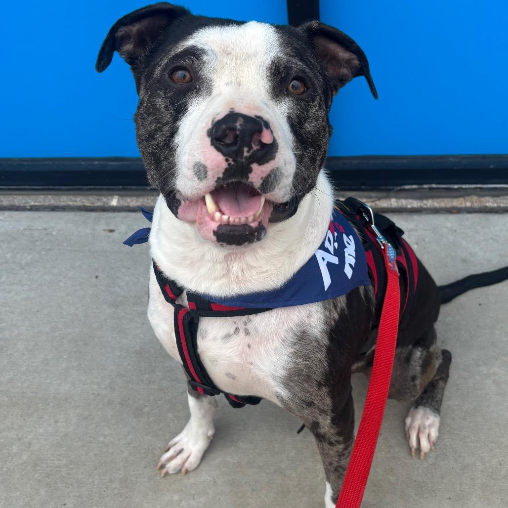 Enlarge Graham, a Adoptable mixed breed in O'Fallon, MO image 1/6