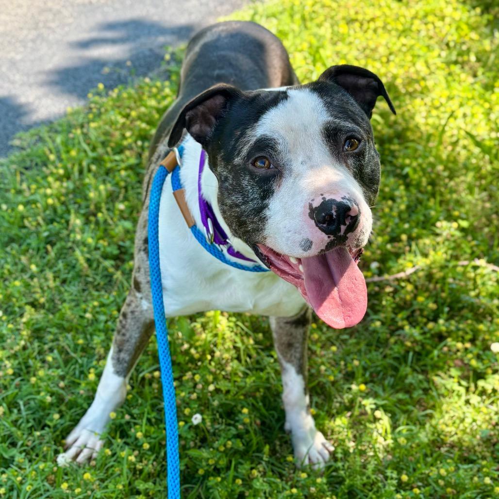 Enlarge Graham, a Adoptable mixed breed in O'Fallon, MO image 2/6