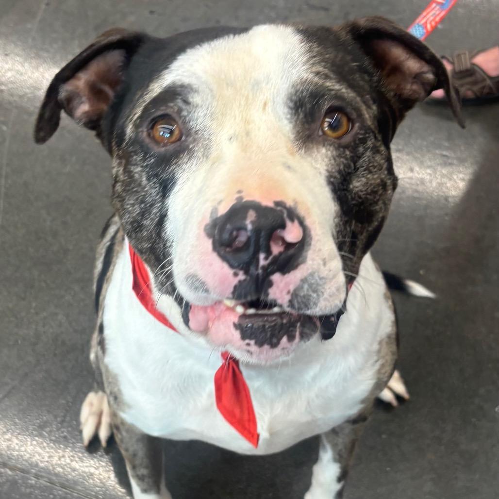 Enlarge Graham, a Adoptable mixed breed in O'Fallon, MO image 3/6
