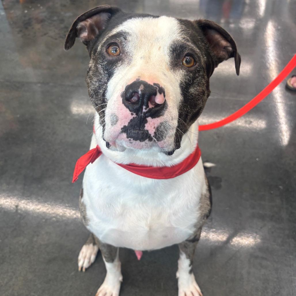 Enlarge Graham, a Adoptable mixed breed in O'Fallon, MO image 4/6
