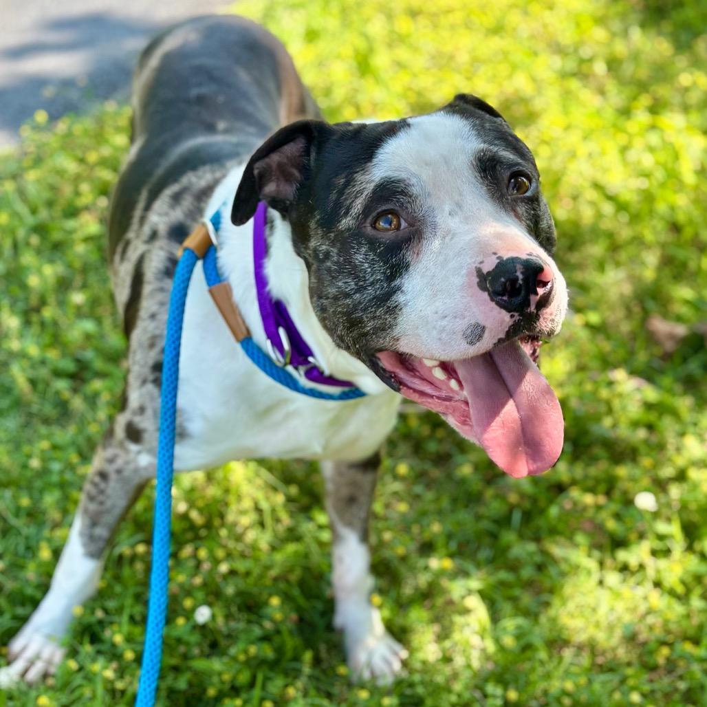 Enlarge Graham, a Adoptable mixed breed in O'Fallon, MO image 5/6