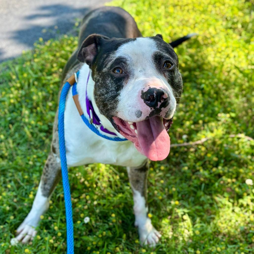 Enlarge Graham, a Adoptable mixed breed in O'Fallon, MO image 6/6
