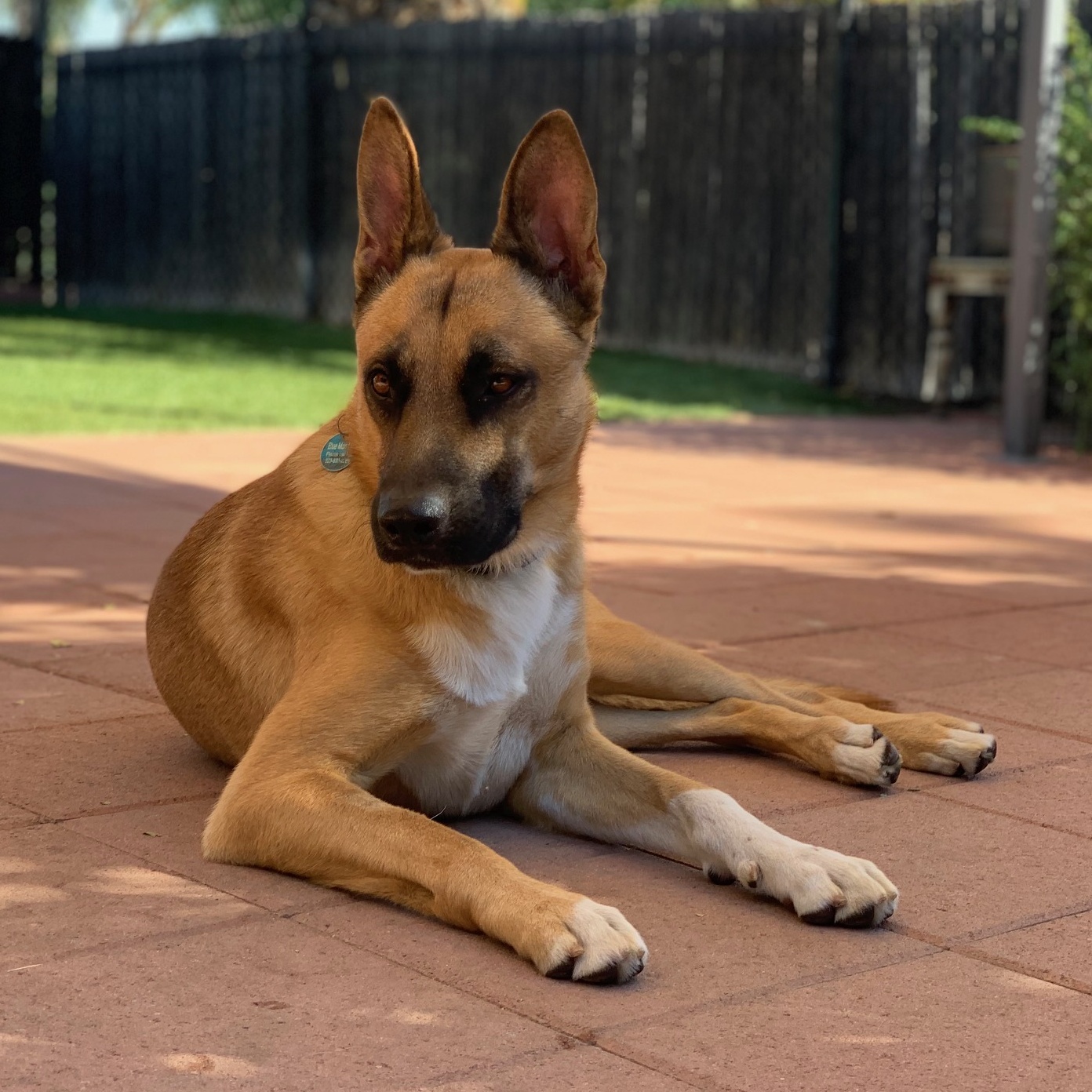 Enlarge Wyatt, a Adoptable mixed breed in Burbank, CA image 1/6