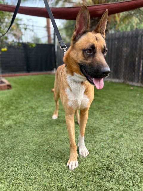 Enlarge Wyatt, a Adoptable mixed breed in Burbank, CA image 3/6