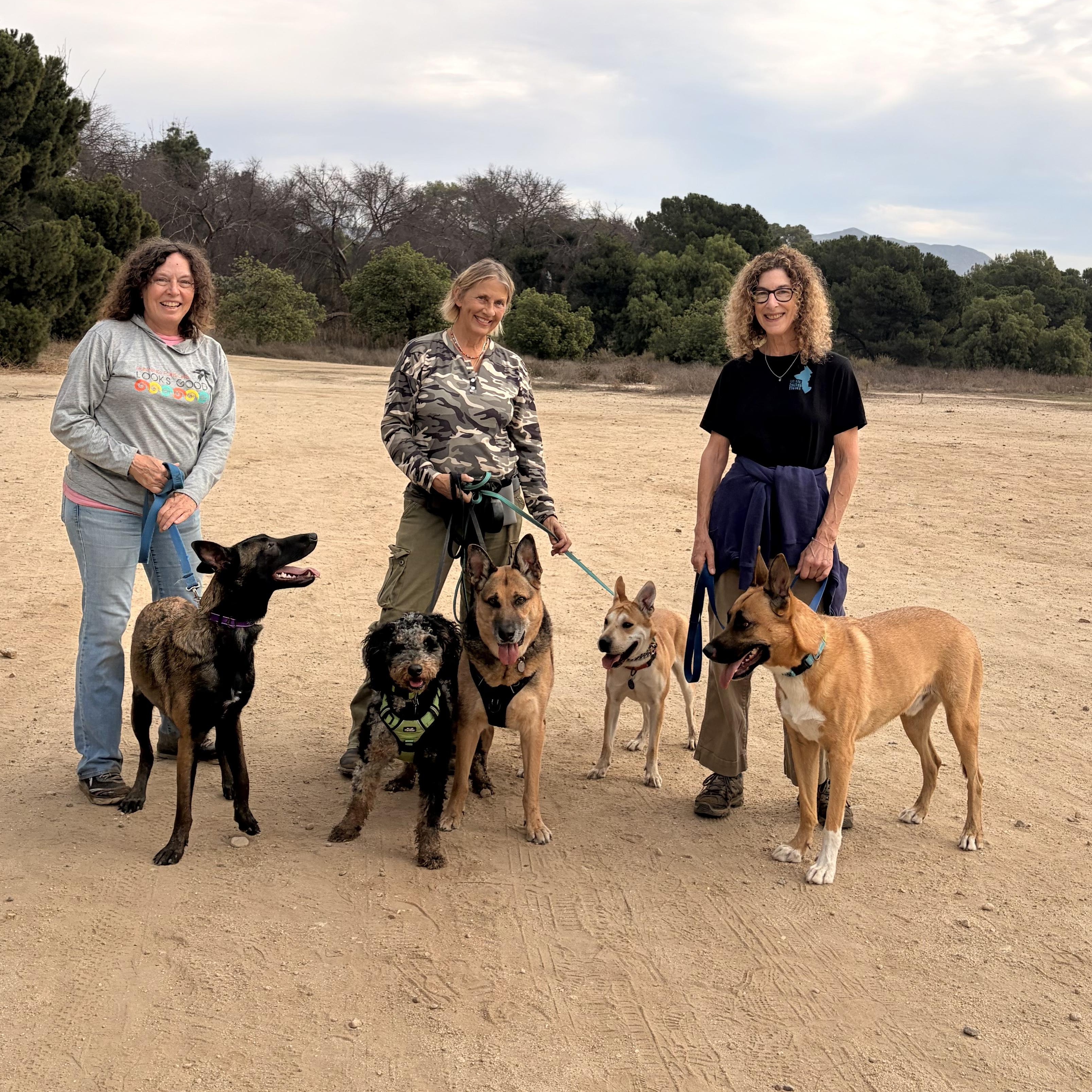 Enlarge Wyatt, a Adoptable mixed breed in Burbank, CA image 2/6