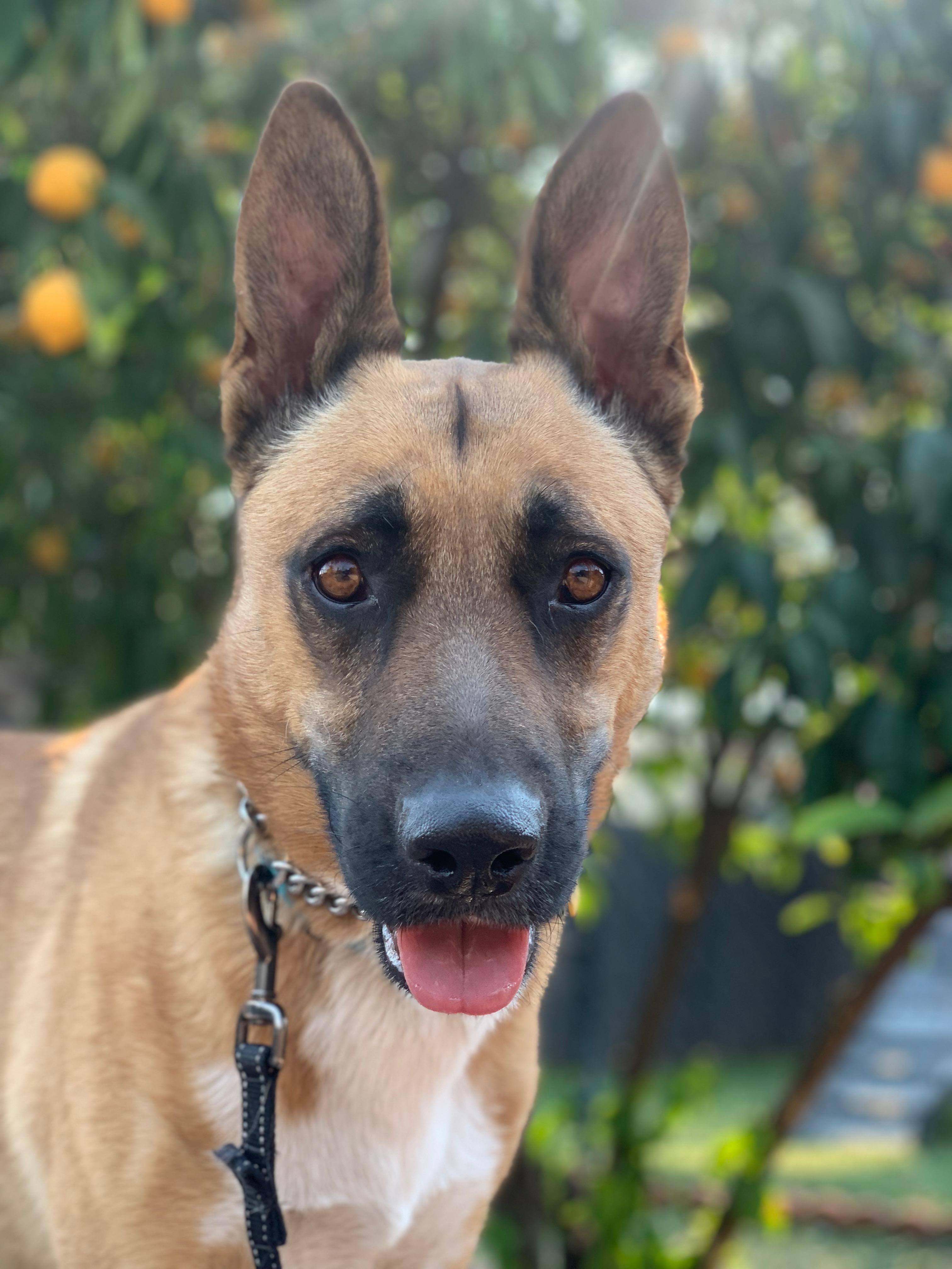 Enlarge Wyatt, a Adoptable mixed breed in Burbank, CA image 4/6
