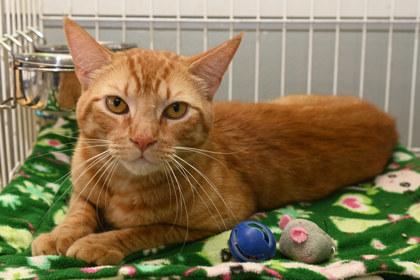Pumpkin, Adoptable, Adult Male Domestic Short Hair & Domestic Short Hair.