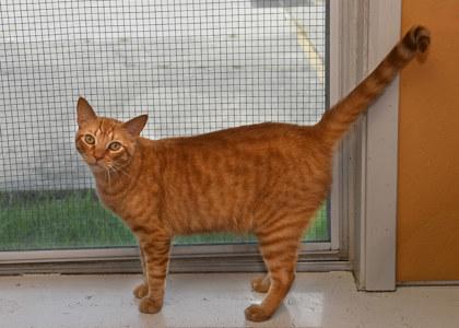 Pumpkin, Adoptable, Adult Male Domestic Short Hair & Domestic Short Hair.