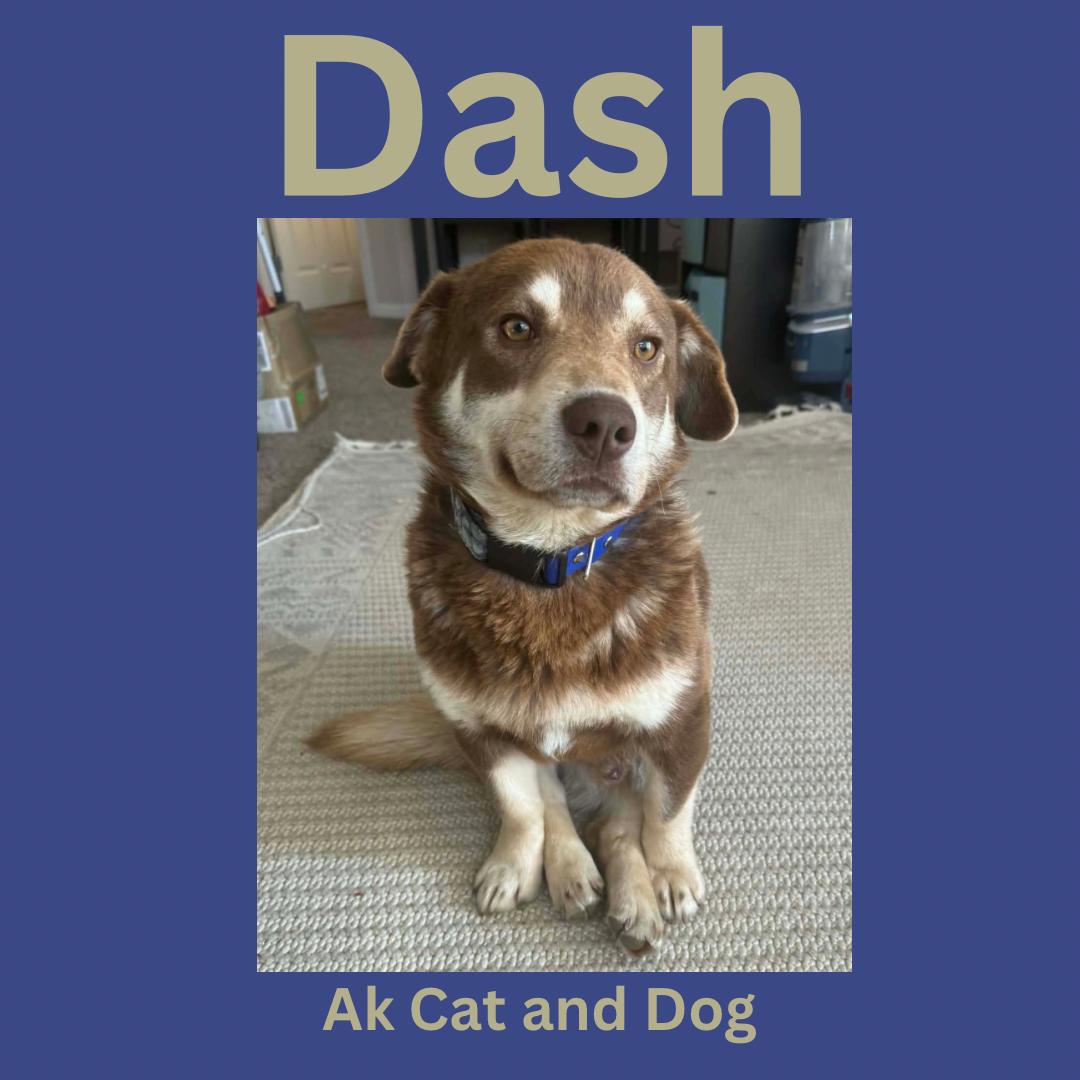 Enlarge Dash, a Adopted mixed breed in Wasilla, AK image 1/1