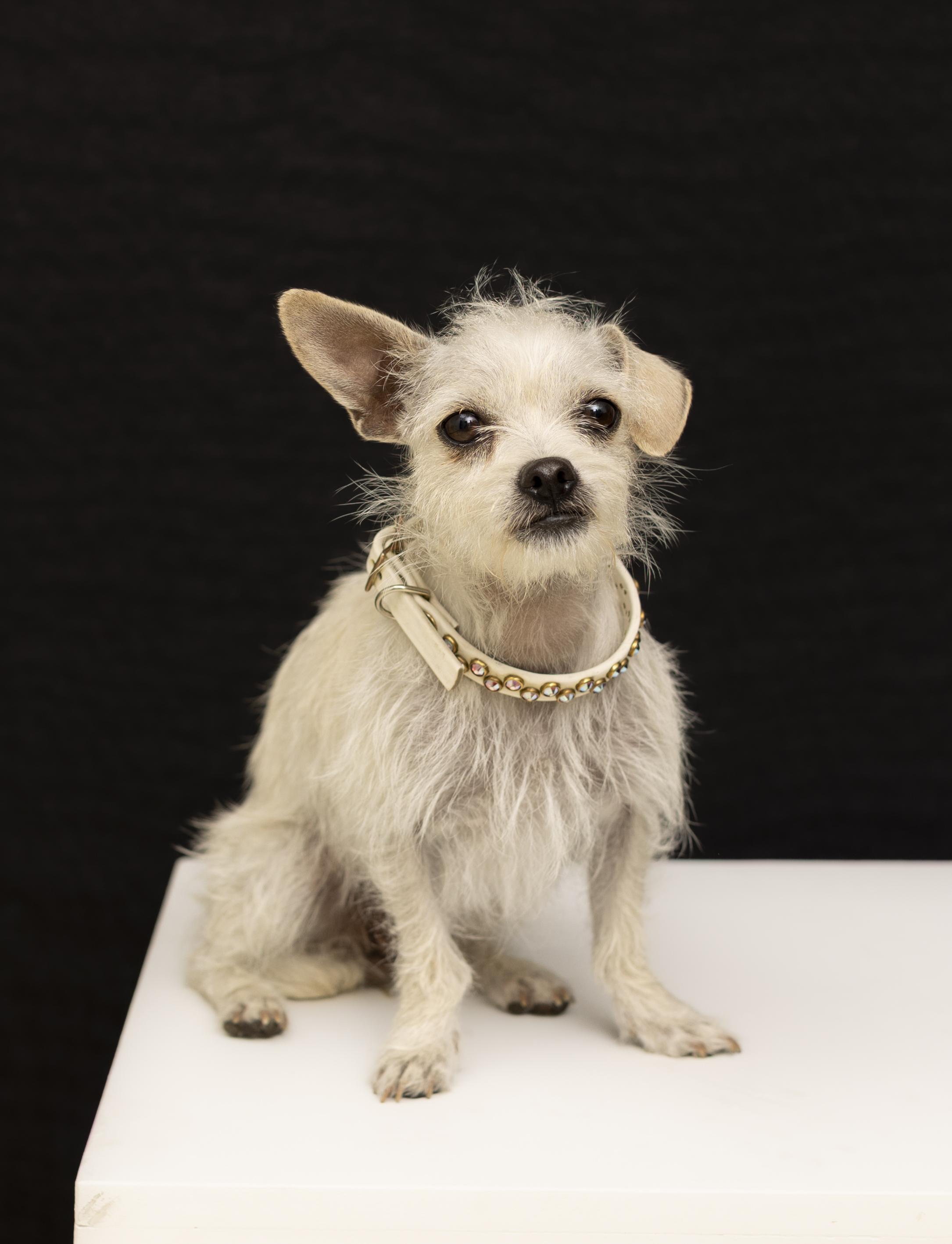 Enlarge Rue, a Adopted mixed breed in Oakley, CA image 1/6