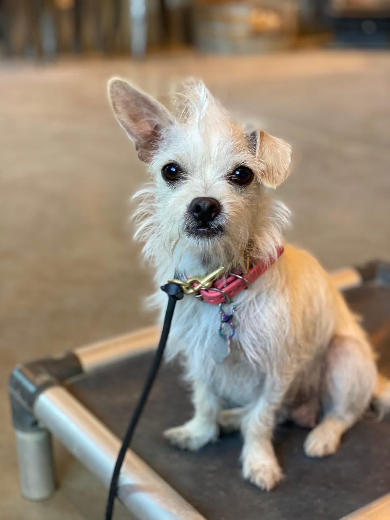 Enlarge Rue, a Adopted mixed breed in Oakley, CA image 2/6