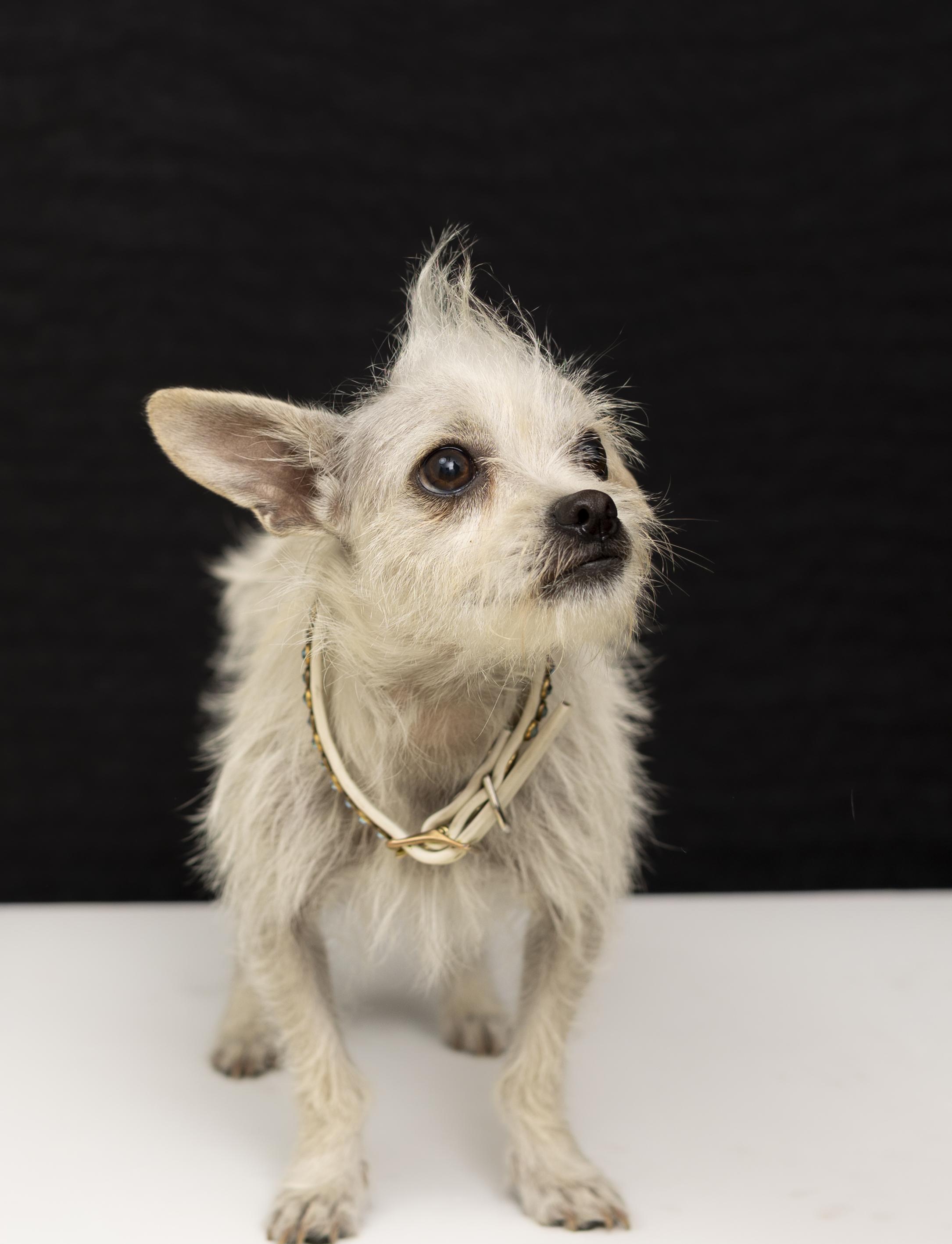 Enlarge Rue, a Adopted mixed breed in Oakley, CA image 3/6