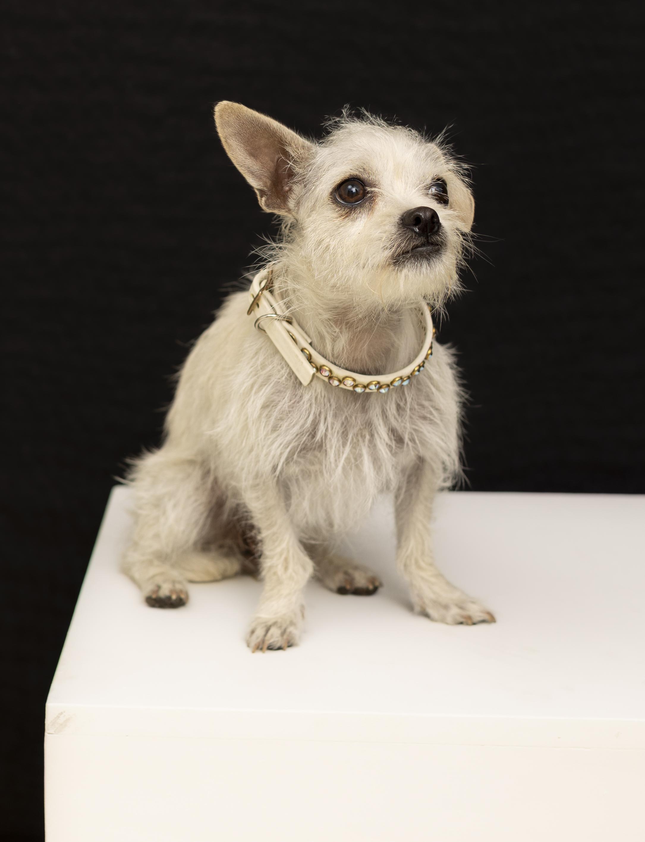 Enlarge Rue, a Adopted mixed breed in Oakley, CA image 4/6