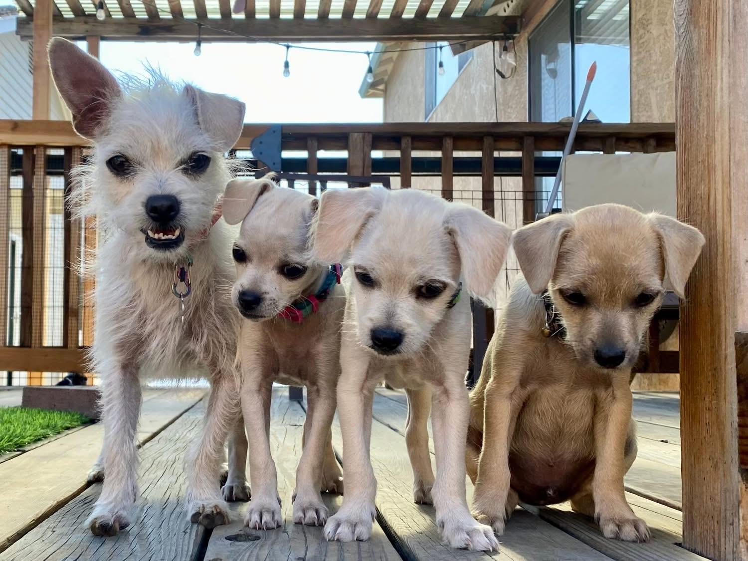 Enlarge Rue, a Adopted mixed breed in Oakley, CA image 5/6
