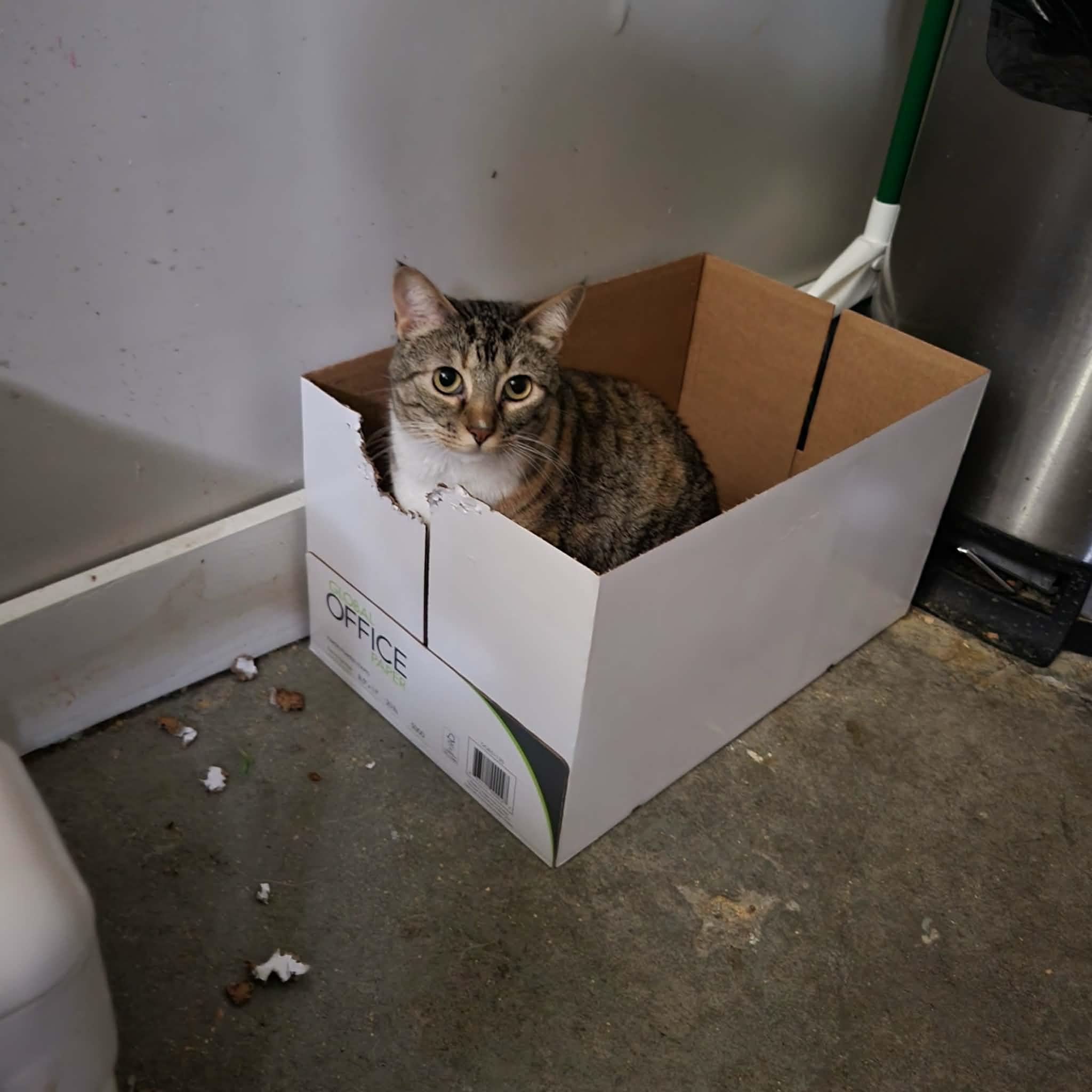 Enlarge Norah, a Adoptable Domestic Short Hair in Emporia, KS image 1/6