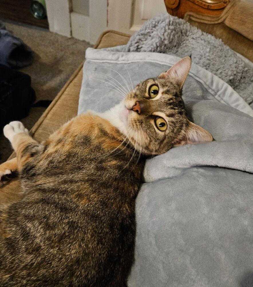 Norah, Adoptable, Adult Female Domestic Short Hair.