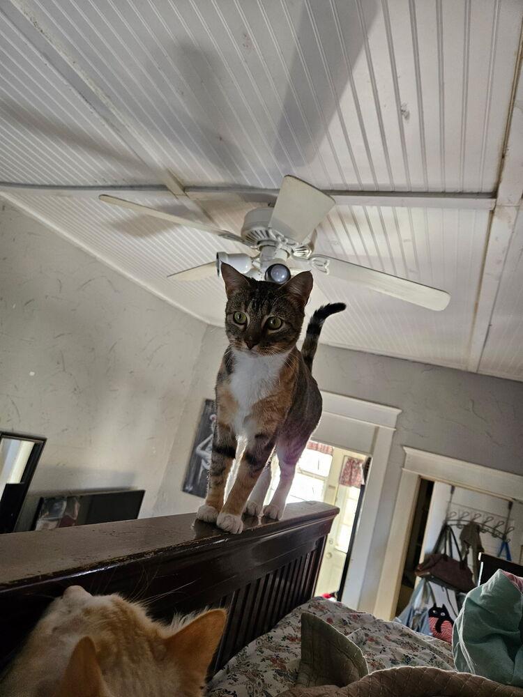 Enlarge Norah, a Adoptable Domestic Short Hair in Emporia, KS image 2/5