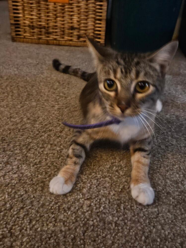 Enlarge Norah, a Adoptable Domestic Short Hair in Emporia, KS image 3/5