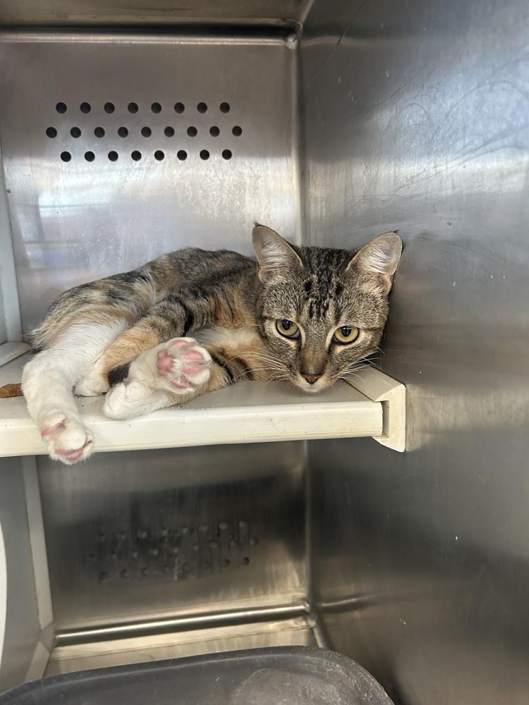 Enlarge Norah, a Adoptable Domestic Short Hair in Emporia, KS image 4/5