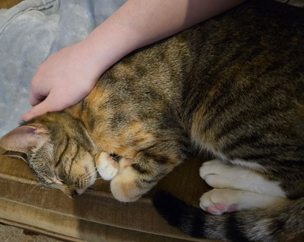 Enlarge Norah, a Adoptable Domestic Short Hair in Emporia, KS image 5/5